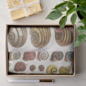 ヴィンテージ海洋シェルの分離 薄葉紙 (ギフト)