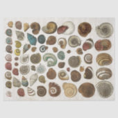 ヴィンテージ海洋シェルの分離 薄葉紙 (正面)