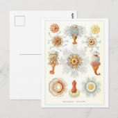 ヴィンテージ海洋無脊椎動物イラストレーションはがき ポストカード (正面/裏面)