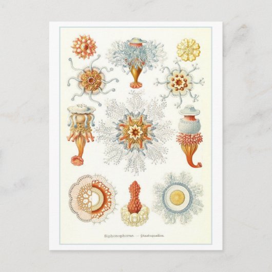 ヴィンテージ海洋無脊椎動物イラストレーションはがき ポストカード (正面)
