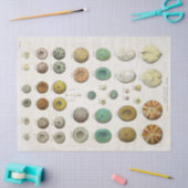 ヴィンテージ海洋生物の分離 薄葉紙 (クラフト)