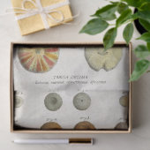 ヴィンテージ海洋生物の分離 薄葉紙 (ギフト)