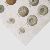 ヴィンテージ海洋生物の分離 薄葉紙 (詳細)