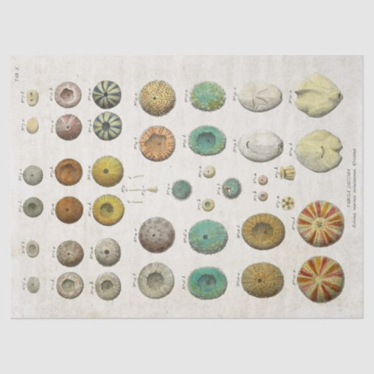 ヴィンテージ海洋生物の分離 薄葉紙 (正面)