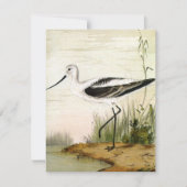 ヴィンテージ海洋生物ショアバード、アボケの鳥 (正面)