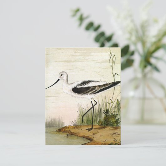 ヴィンテージ海洋生物ショアバード、アボケの鳥 (スタンド正面)