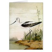 ヴィンテージ海洋生物ショアバード、アボケの鳥 (正面)