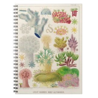 ヴィンテージ海洋生物学イラストレーション- g ノートブック