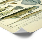 ヴィンテージ海洋魚類科学ポスター ポスター (角)