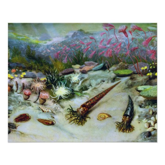 ヴィンテージ海海洋生物 – 貝類、魚、サンゴ ポスター (正面)