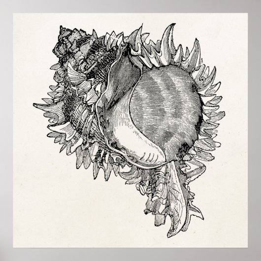 ヴィンテージ海貝殻パーソナライズされたテンプレート ポスター (正面)