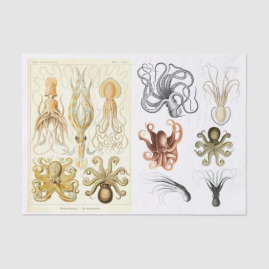 ヴィンテージ海Octopus Squid Collage 薄葉紙 (正面)
