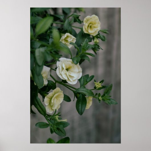 ヴィンテージ淡い色のイエローペチュニア ポスター (正面)