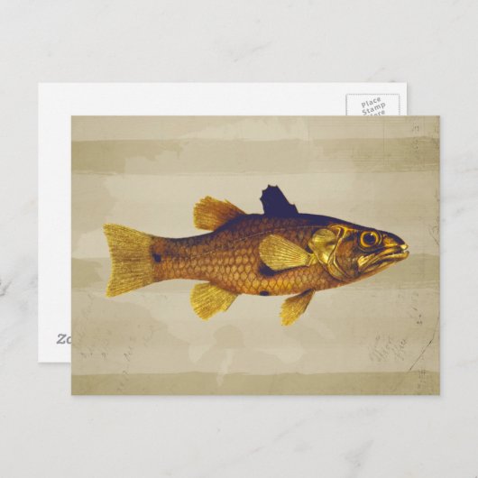 ヴィンテージ淡水魚去勢法 ポストカード (正面/裏面)