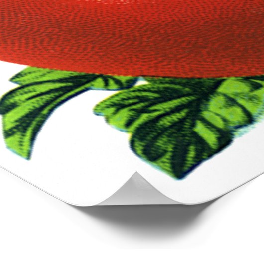 ヴィンテージ熟したトマト食品、果物、野菜 ポスター (角)