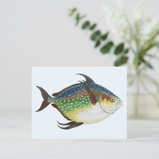 ヴィンテージ熱帯オパフィッシュ海洋水中競技動物 ポストカード (スタンド正面)