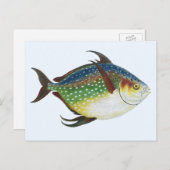 ヴィンテージ熱帯オパフィッシュ海洋水中競技動物 ポストカード (正面/裏面)