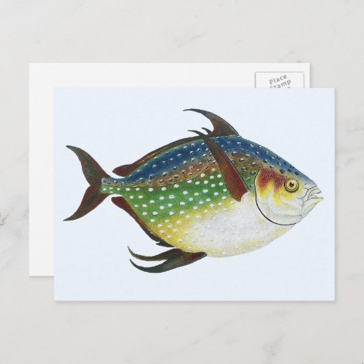 ヴィンテージ熱帯オパフィッシュ海洋水中競技動物 ポストカード (正面/裏面)