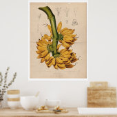 ヴィンテージ熱帯バナナポスター ポスター (キッチン)