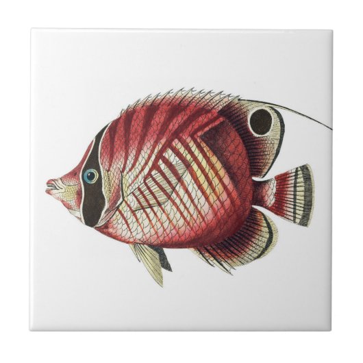 ヴィンテージ熱帯魚 タイル (正面)