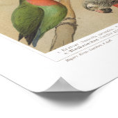 ヴィンテージ熱帯鳥のカラフルオウム ポスター (角)