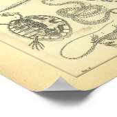 ヴィンテージ爬虫類の骨格プリント ポスター (角)