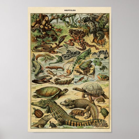 ヴィンテージ爬虫類イラストレーション ポスター (正面)