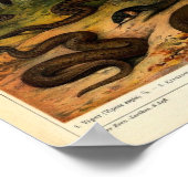 ヴィンテージ爬虫類イラストレーション ポスター (角)