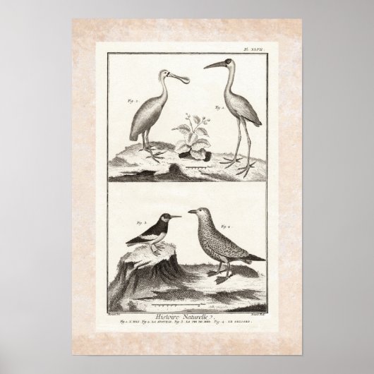 ヴィンテージ版木、銅版、版画シーバーズスポンビルグルイビス ポスター (正面)