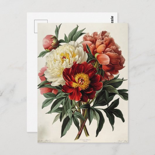 ヴィンテージ牡丹:時代を超越したフローラエレガンス ポストカード (正面/裏面)
