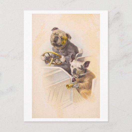 ヴィンテージ犬が車を運転 ポストカード (正面)