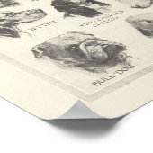 ヴィンテージ犬の品種のグラフ ポスター (角)