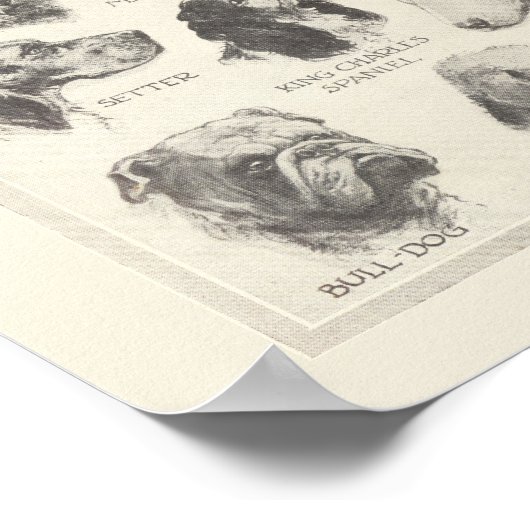 ヴィンテージ犬の品種のグラフ ポスター (角)