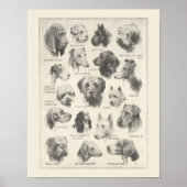 ヴィンテージ犬の品種のグラフ ポスター (正面)