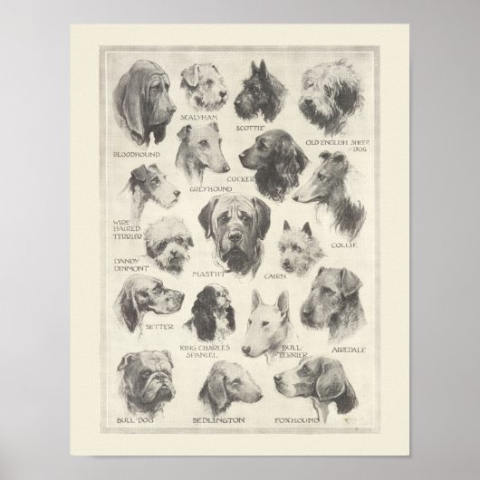 ヴィンテージ犬の品種のグラフ ポスター (正面)