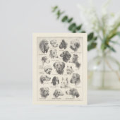 ヴィンテージ犬の品種のグラフ ポストカード (スタンド正面)