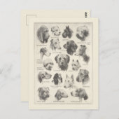 ヴィンテージ犬の品種のグラフ ポストカード (正面/裏面)