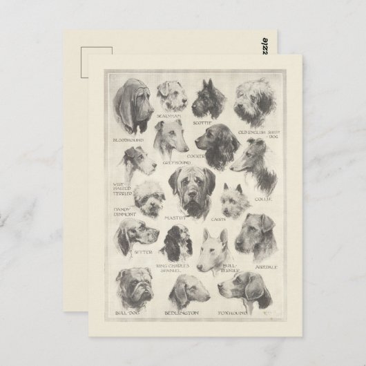 ヴィンテージ犬の品種のグラフ ポストカード (正面/裏面)