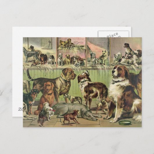 ヴィンテージ犬の郵便はがき ポストカード (正面/裏面)