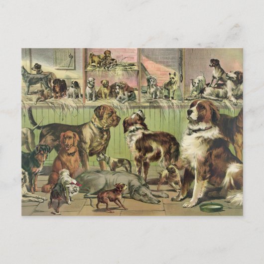 ヴィンテージ犬の郵便はがき ポストカード (正面)