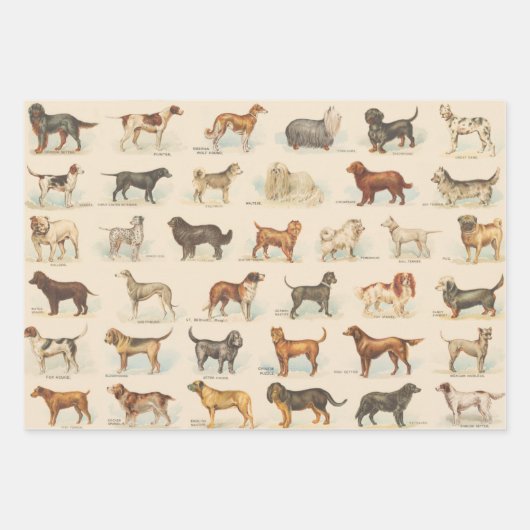 ヴィンテージ犬の飼育スケッチ パターン(の模様が)ある ラッピングペーパーシート (正面2)