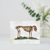 ヴィンテージ犬スケルトン ポストカード (スタンド正面)