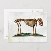 ヴィンテージ犬スケルトン ポストカード (正面/裏面)