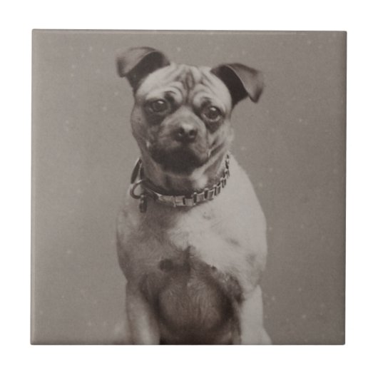 ヴィンテージ犬 タイル (正面)
