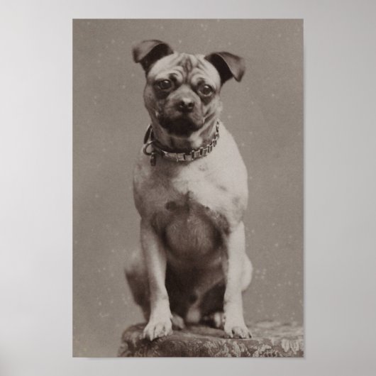 ヴィンテージ犬 ポスター (正面)