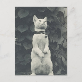ヴィンテージ猫の写真 ポストカード