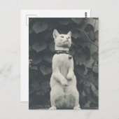 ヴィンテージ猫の写真 ポストカード (正面/裏面)