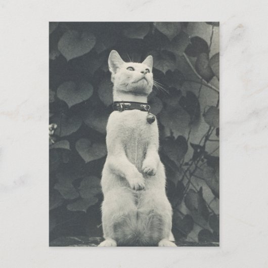 ヴィンテージ猫の写真 ポストカード (正面)