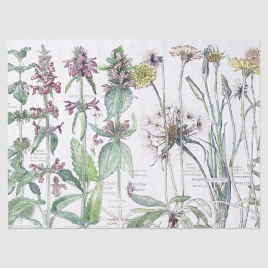 ヴィンテージ猫耳の花の野生の花のティッシュペーパー 薄葉紙 (正面)