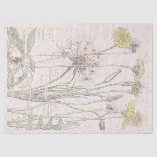 ヴィンテージ猫耳の野生の花によってはティッシュペーパーが開花します 薄葉紙 (正面)